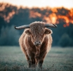 Exploring the Forex Zoo: Unveiling the Secrets of Bears, Bulls, Pigs, and Sheep in the Currency Market