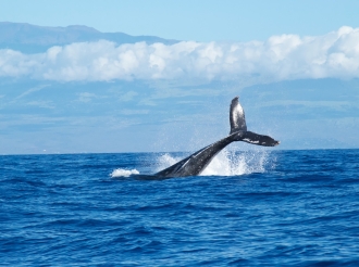 The Whales Unveiled: Decoding the Influence of Big Players in the Cryptocurrency Market