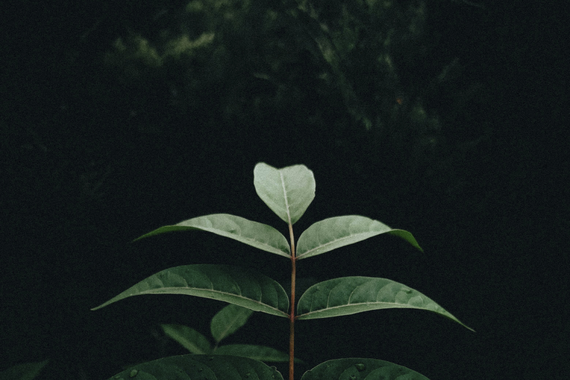 Eco-Friendly CRM: ESG Metrics in MT4 as a New Standard for Green Brokers Eco-Friendly CRM: ESG Metrics in MT4 as a New Standard for Green Brokers