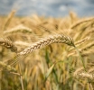 Wheat Bull Run Returns: Hedge Funds Shift After 4 Years